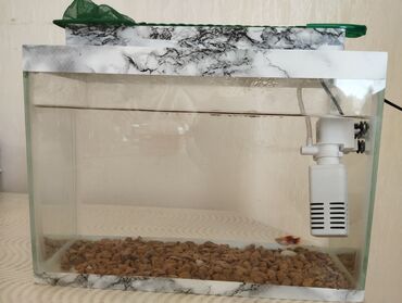 dovsan yuvasi: Akvaryum seti - Şüşə akvaryum, düzbucaqlı forma - Təxmini ölçü: orta