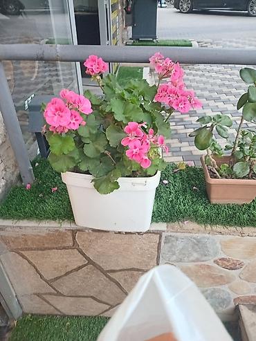 Растения: Məhsul: Saksi geranium (zonal sardunya) – çəhrayı çiçəkli Təsvir: - — 1