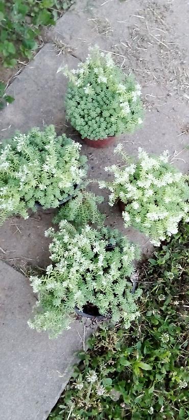 seme jagode: Sedum (supervivum) u saksiji – niskorastući sukulentni pokrivač tla sa — 1