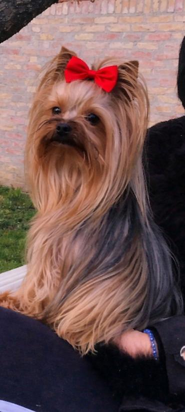 Psi: Jorkšir terijer – štenci iz kućnog legla majka ima kilo i po otac 980 — 1