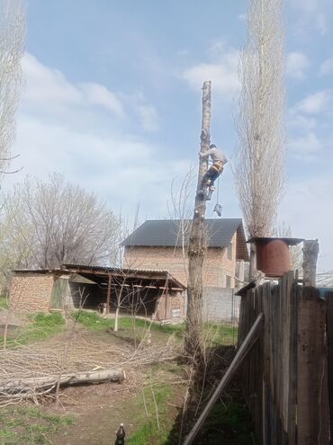 Другие услуги: Услуги арбориста обследование дерева и экспертная оценка его — 4