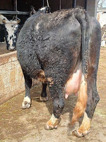 Коровы, быки: Продаю | Корова (самка) | Для молока | Привязанные — 8