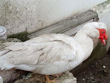 Ördəklər: Kom şeklinde SATLİR Erkey 2 denedi 10 dişi di tecılı satlir erkeyler — 1