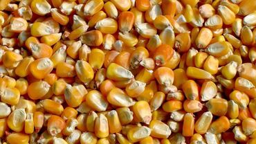 рушенная кукуруза: Кукуруза Оптом