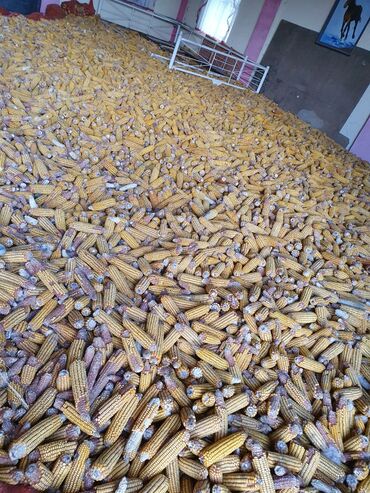 Животные: Продаю кукурузу рушенную