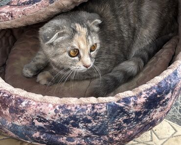 шотландский короткошерстный кот цена: Продам кошку «шотландская вислоухо» девочка