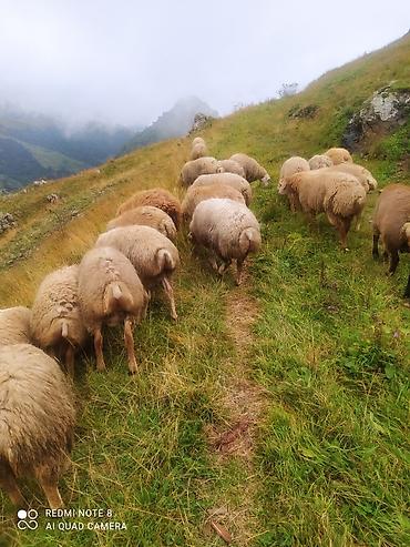 berde mal bazari: Kelbecer quzulari satisda qurbanliq kesim diri ceki 10 azn — 2