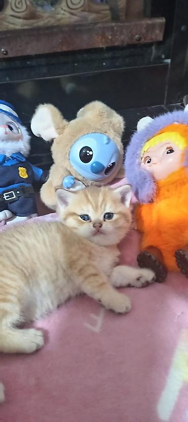 Pişiklər: Britan, Yaxşı əllərə — 7