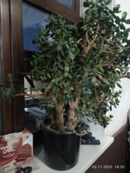 манты 10 с: Толстянка (денежное дерево) в большом горшке - Пышный взрослый куст с