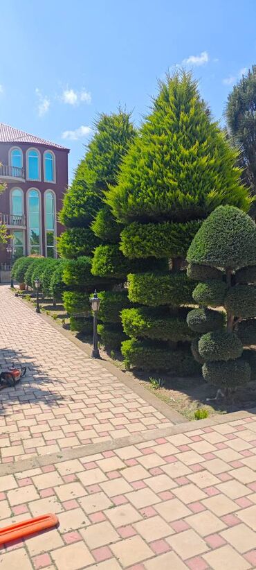 Ağaclar: Dejarativ 🌲 larin budanmasi həmsə yasil vitkilərin budanmasi kim — 1