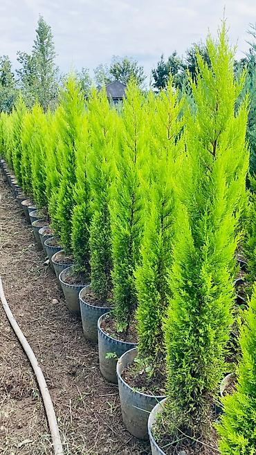 maral buynuzu bitkisi: Limonni yolka say hal hazırda 800 eded var sifariş üçün əlaqə saxlaya — 2