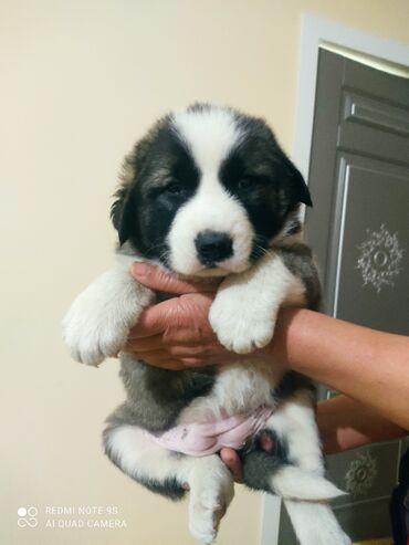 Кангал, 1 месяц, Самка, Для вязки, Платная доставка