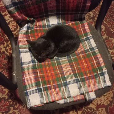 отдам даром вислоухого котенка: Мышык бекер берилет: Породасыз, 2 айлык, Ургаачы