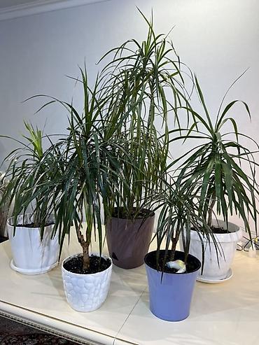 Драцены и Сансевиерии: Доставка по городу бесплатно . Адаптированные пересаженные Комнатные — 1