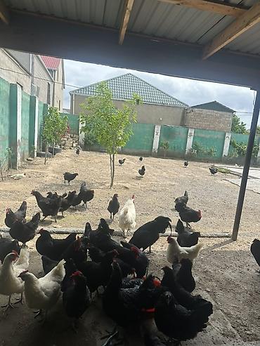 Toyuqlar: Toyuq, Australorp, Damazlıq — 9