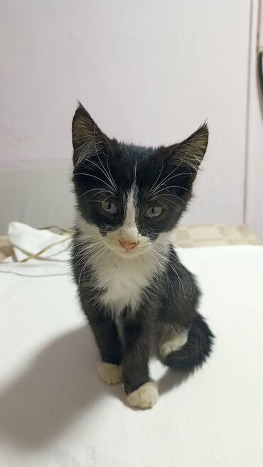 птичий рынок: Котята, домашние. Описание: - Несколько малышей разной окраски