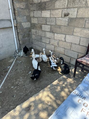 Digər kənd təsərrüfatı heyvanları: Dişi, Ətlik, Ünvandan götürmə, Ödənişli çatdırılma