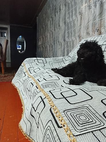 ana bala inək: Pudel, 1 il, Dişi, Peyvəndli, Ünvandan götürmə — 3