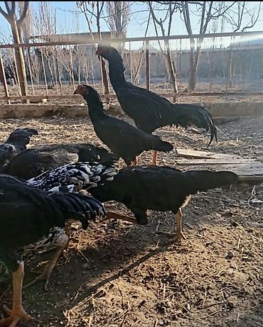 ххх с собаками: Продаю | Петух | Дакан | Для боев — 1