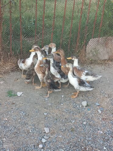 продажа птиц в баку: Salam hamsı satılır kuban ördəylərdi real alan əlaqə saxlasın. ☎️