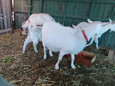 Козы, козлы: Продаю | Коза (самка), Козёл (самец), Козлёнок | Зааненская, Битал | Для разведения, Для молока | Племенные, Котные, Осеменитель — 5