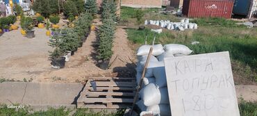 Декоративные деревья: Саженцы деревьев: Ели, Платная доставка — 4