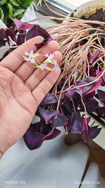 Digər bitkilər: Oxalis (kəpənək gülü) — 1