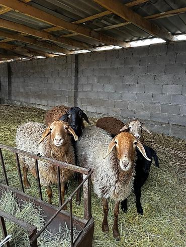 Баран, овца: Продаю | Овца (самка) | Для разведения — 13