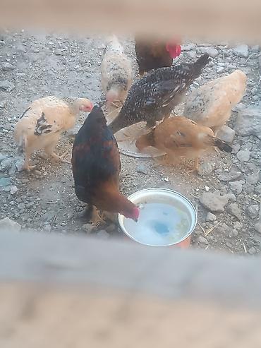 Toyuqlar: Məişət təsərrüfatı üçün müxtəlif cins yerli toyuqlar və xoruzlar - — 1