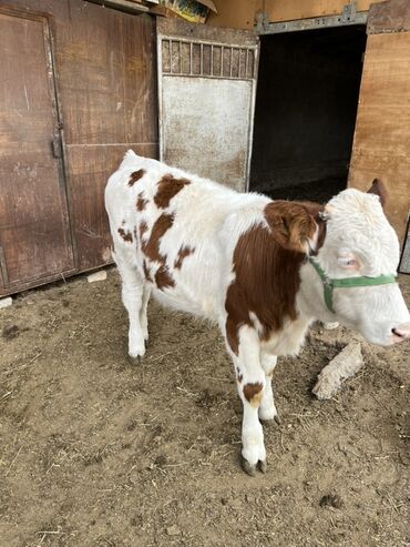 продам домик для кошки: Сатам | Кунаажын | Аргын | Көбөйтүү үчүн | Төл болгон жок