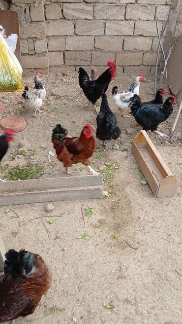 Xoruzlar: Sort xoruzlardır qarışıqda var sortlarda var 10 aylıqdı. Real almaq -da lalafo.az — 11 Xoruzlar: Sort xoruzlardır qarışıqda var sortlarda var 10 aylıqdı. Real almaq — 11