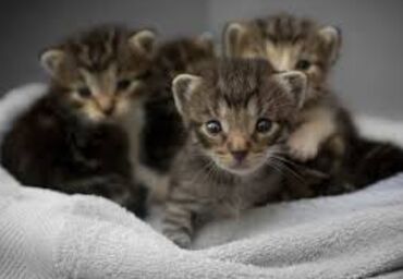 кошка с разными глазами: Кошка даром: Беспородная, 1 месяц, Девочка