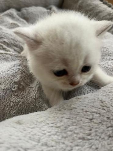 Pişiklər: Britan — 6