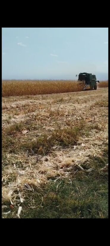 строитель дома: Услуга 🌽 кукурузарушка,жугорукукуруза на зерно