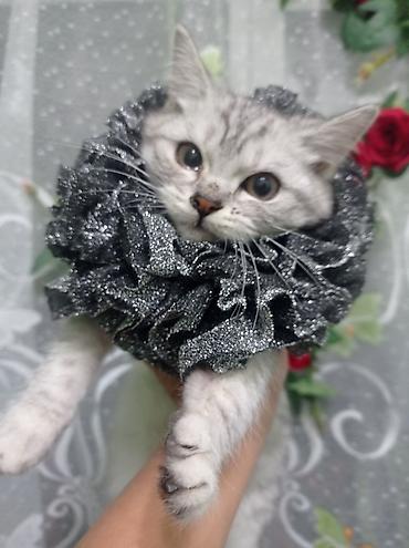 Чокеры: Ошейник-воротник для кошек (декоративный) - Пышный гофрированный — 7