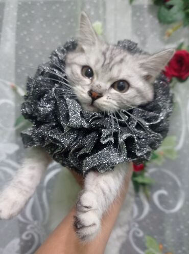 Декоративные ленты и банты: Ожерелье-воротник для кошек (декоративная «руффа») - Назначение — 7