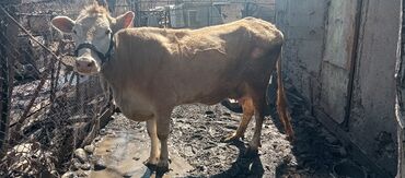 продаю корову с теленком: Продаю | Корова (самка), Тёлка | Швицкая | Для разведения, Для молока