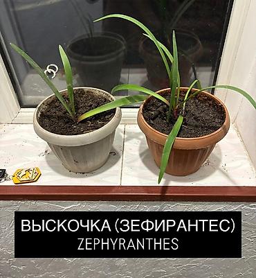 plants: Комнатные растения в горшках: 1) Хамедорея (Chamaedorea) - Тонкий — 10