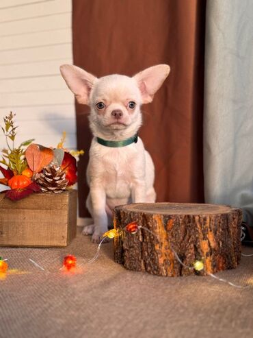 собаки на продажу: Чихуахуа, 2 месяца, Самец, Бесплатная доставка
