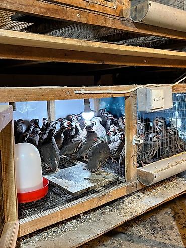 barred rock: Məhsul: Dağ kekliyi (Alectoris chukar) – sürü halında Təsvir: - — 5
