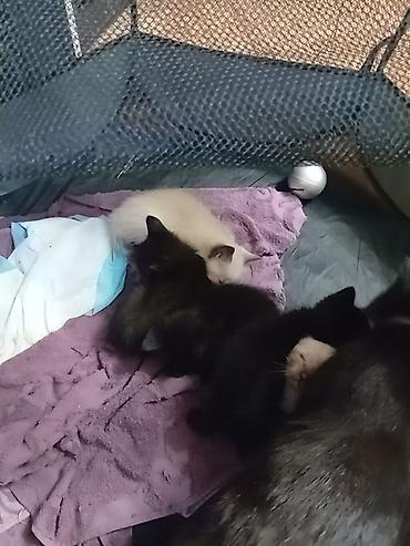 слив пантеры бесплатно: Отдам котят в хорошие руки. Кара-Балта . бесплатно. есть мальчики и — 5