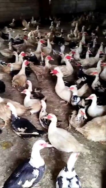 hinduşqa yumurtası: Salam Lal Ördək yumurtası gündəlik yığılan təzə və mayalı isdənilən