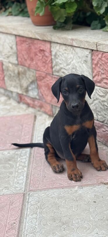 Alfa Romeo: Doberman, 2 ay, Dişi, Peyvəndli