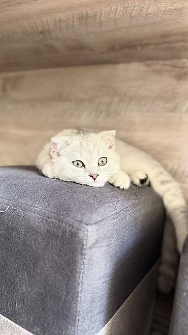 Мышыктар: 🐾 Продаётся котёнок Scottish Fold Мальчик, 3 месяца 🤍 Очень — 1