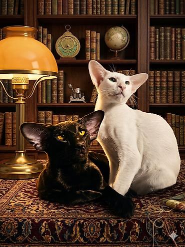 ориенталы коты цена: Ориентальная, 3 месяца, Девочка, Белый, Приучена к лотку, Проглистована, С документами — 5