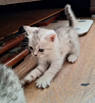 котяти: Скотиш Фолд (Шотландская вислоухая), 1 месяц, Мальчик, Биколор, Проглистована