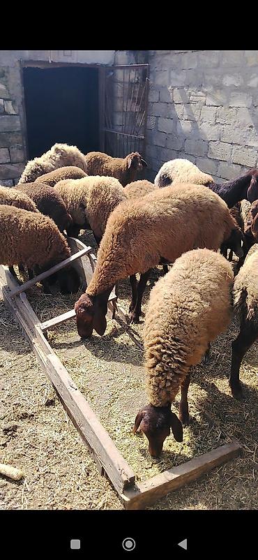 Qoyunlar, qoçlar: Dişi, Qala, il: 2, 70 kq, Damazlıq — 2