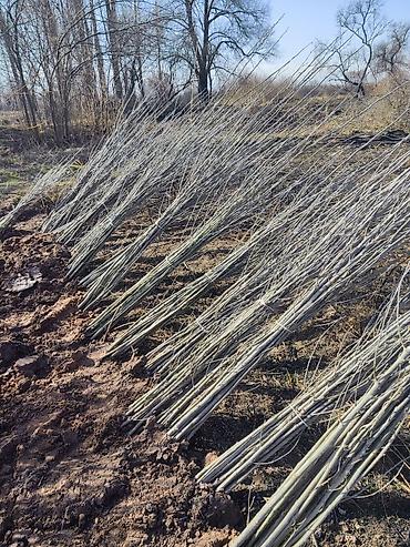 Клён: Продаю разное декоративный дерево .(Viburnum opulus) – для живых — 16