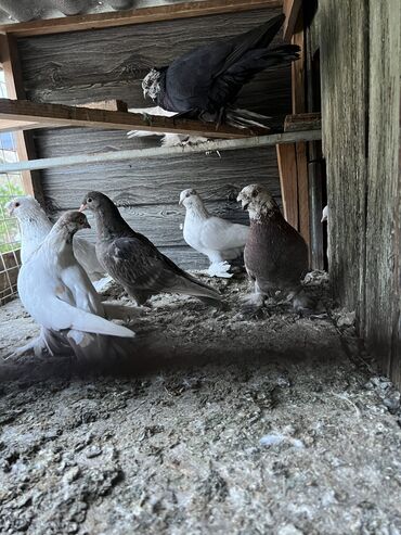 Птицы: Все головы по 500 Такла пискуны 1500 #Голуби #голубка #Голубь #каптар