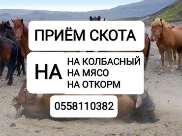 сементал корова в кыргызстане: Куплю | Коровы, быки, Лошади, кони | Круглосуточно, Любое состояние, Забитый